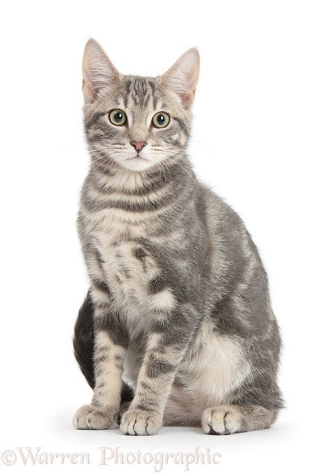 a gray and black cat sitting on top of a white floor