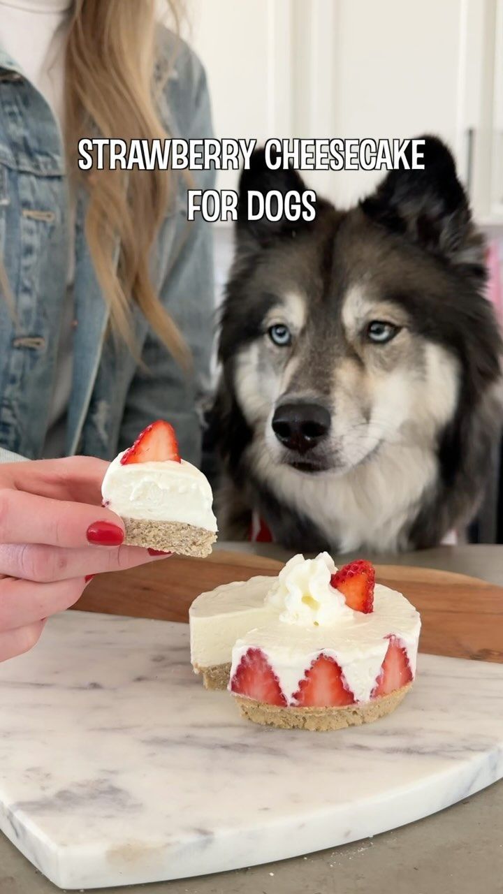 a dog is looking at a cheesecake with strawberries on it