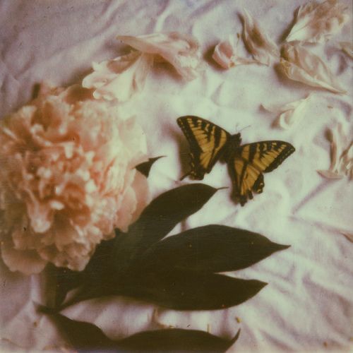 two yellow butterflies sitting on top of a white sheet next to a large pink flower