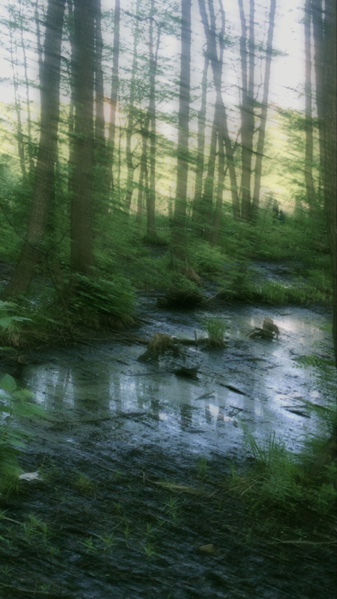 a stream running through a lush green forest