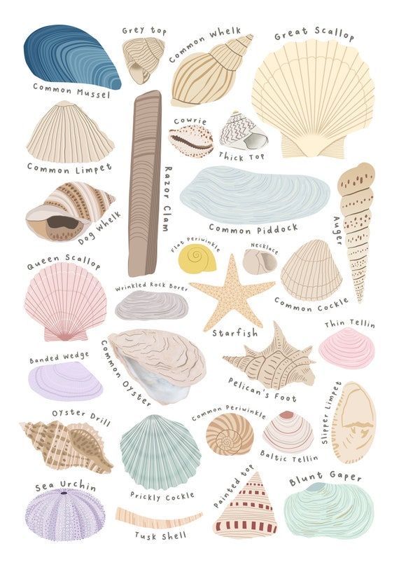 an illustration of seashells and shells with names in the bottom right hand corner