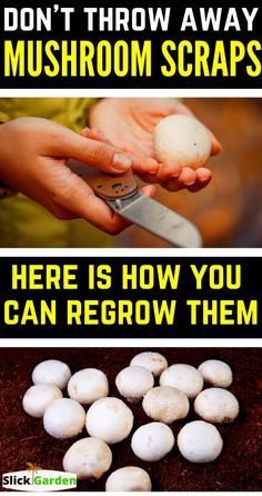 there are several different types of mushrooms on the table with text overlaying them