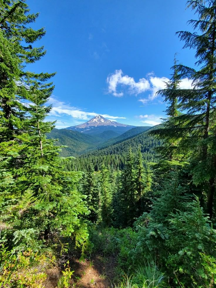 a mountain view from the top of a tree covered hill surrounded by trees and bushes