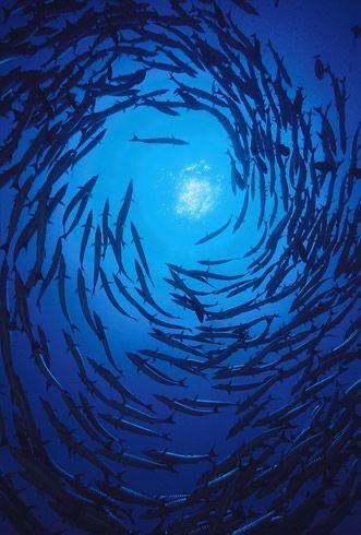 a large group of fish swimming in the ocean