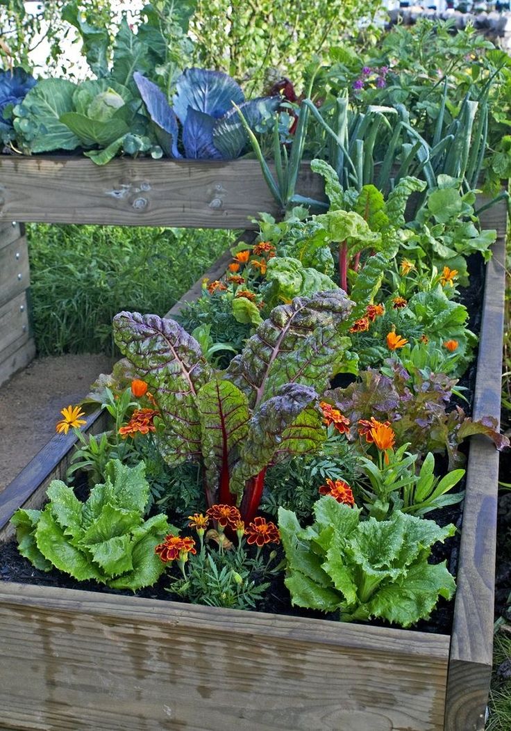 a garden filled with lots of different types of flowers and plants in wooden boxes next to each other