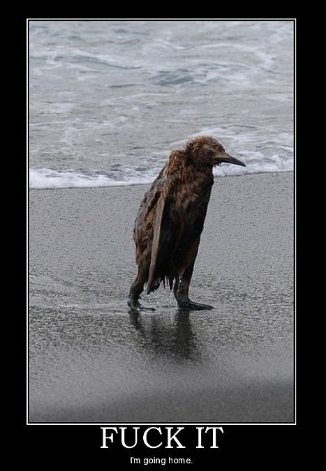 a bird standing on top of a sandy beach next to the ocean with a speech bubble above it