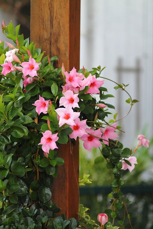 pink flowers growing on the side of a wooden post