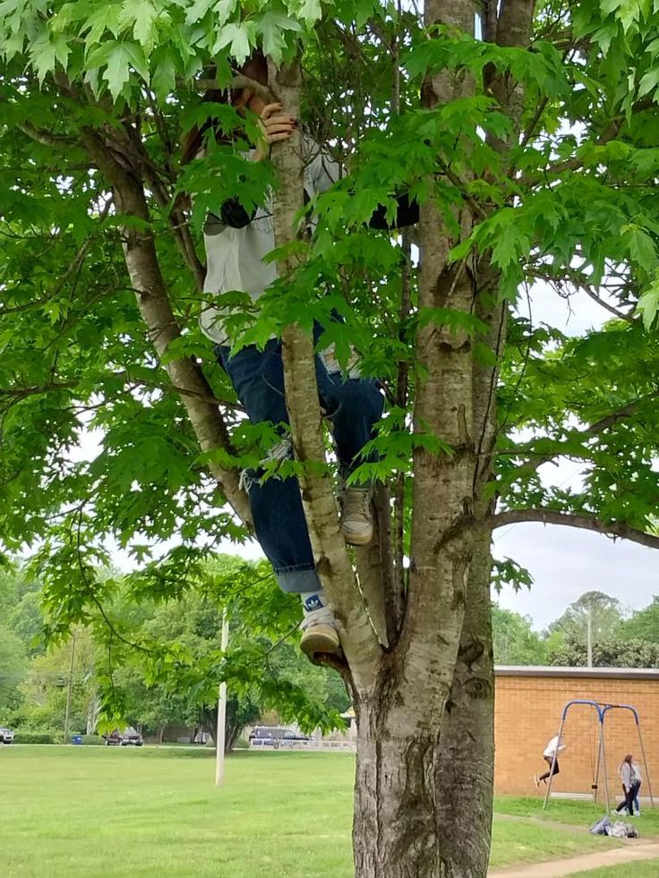 a person sitting in a tree on a swing set