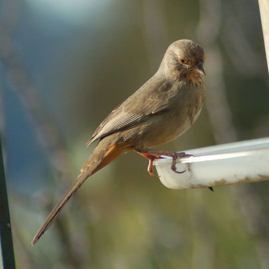 a small brown bird sitting on top of a metal pole next to a white feeder