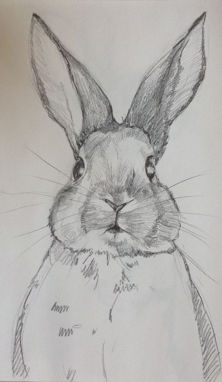 a pencil drawing of a rabbit's face