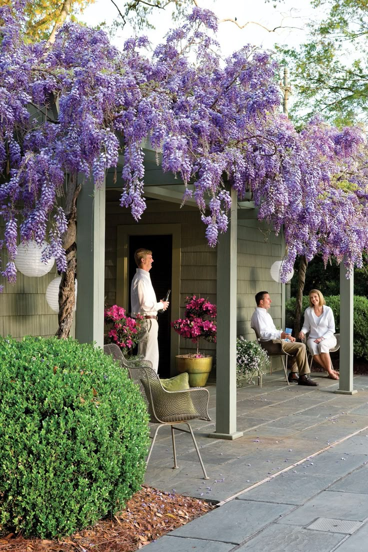 people sitting on chairs under purple flowers in front of a shed with potted plants