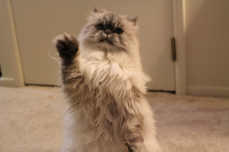 a fluffy cat is standing on its hind legs