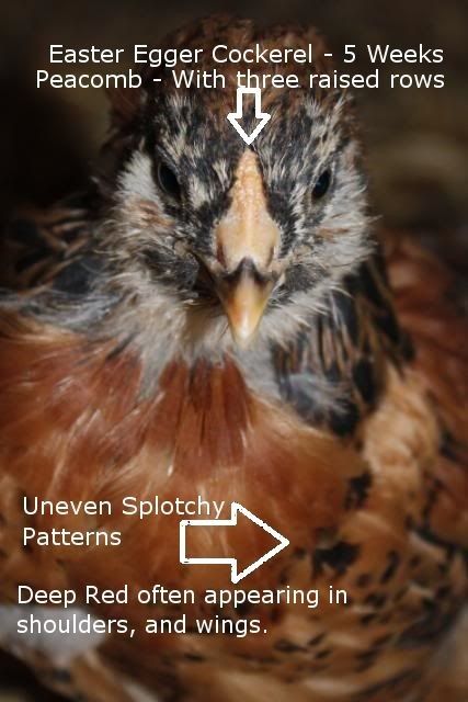 a close up of a chicken's face with words describing the different parts of it