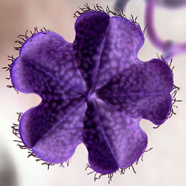 a purple flower with spikes on it's petals