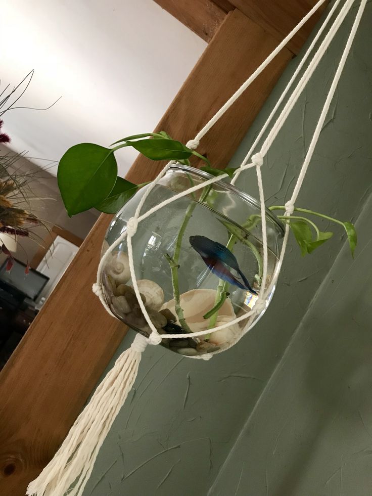 a glass hanging planter filled with rocks and plants