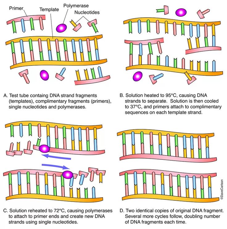 the diagram shows different types of transcriptions, and how they are used to describe them