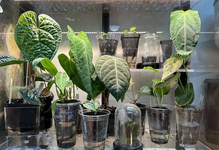 there are many potted plants on display in the glass case at the shop window