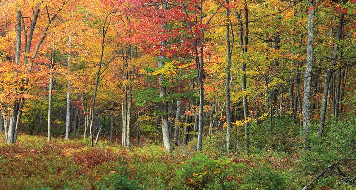 a forest filled with lots of trees covered in autumn leaves and red and yellow foliage