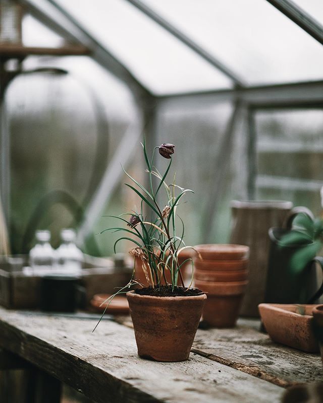 a potted plant sitting on top of a wooden table next to other pots and containers