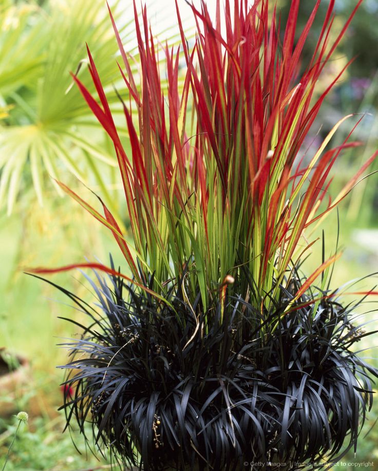 red and green plants are growing in a black planter on the grass outside,