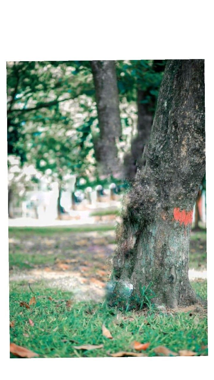 a tree with graffiti on it in the grass