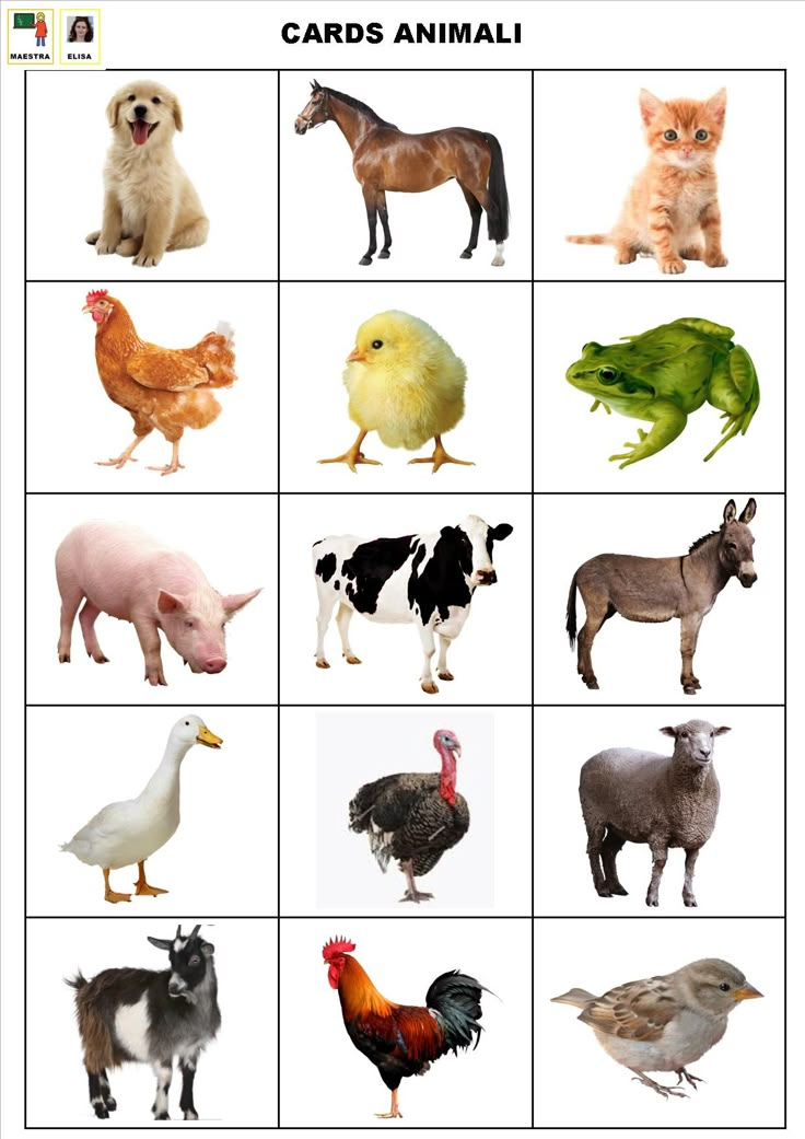 an image of animals that are in different colors and sizes on a white background with words