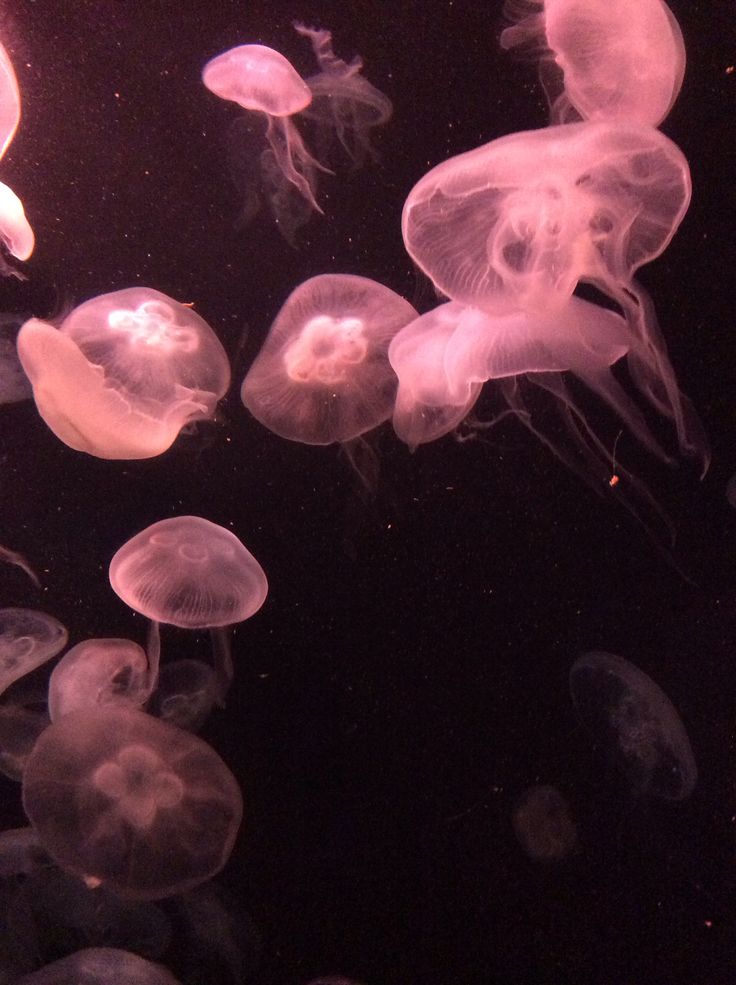 many jellyfish are swimming in the water