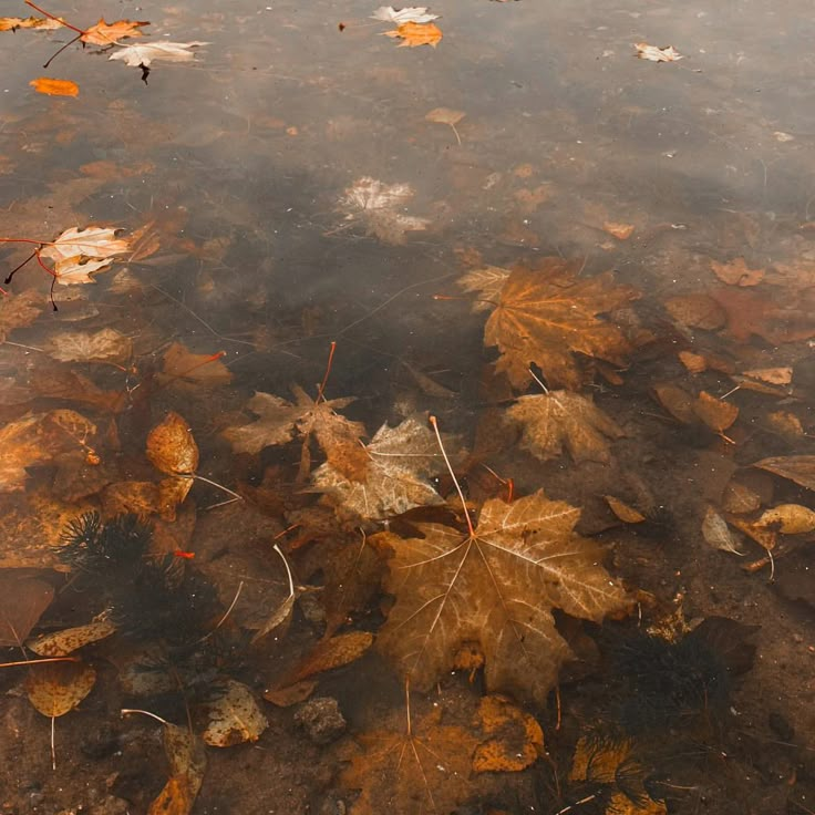 leaves floating on the surface of a body of water