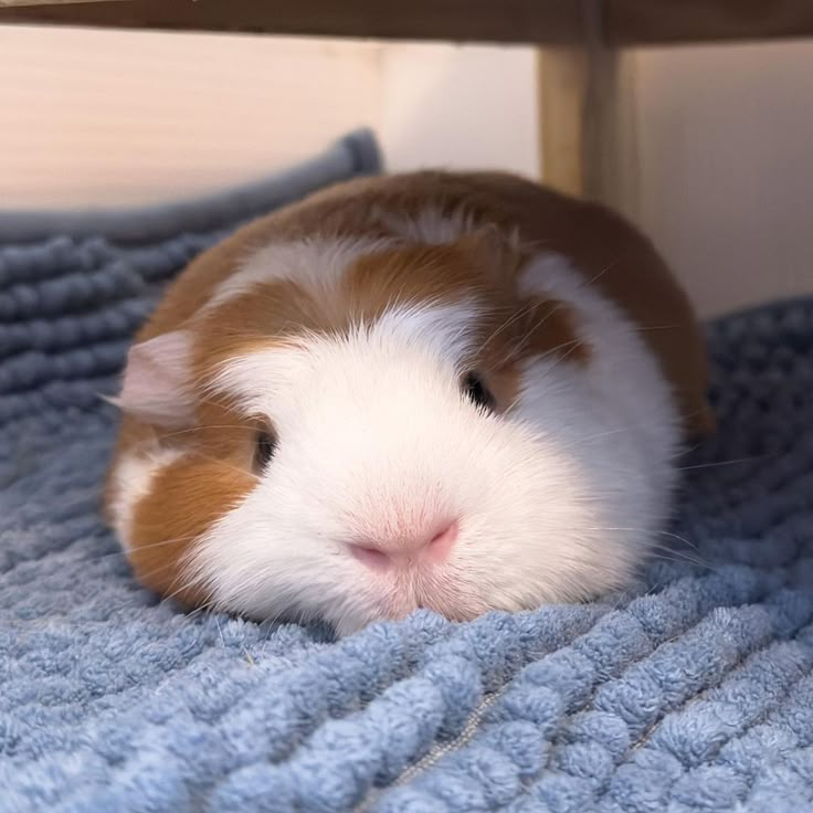 a brown and white guinea pig laying on top of a blue blanket under a bed