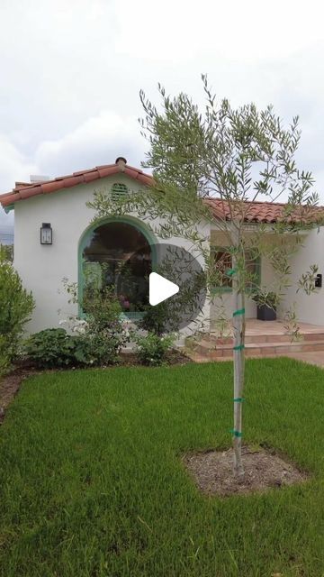 a house with a tree in the front yard