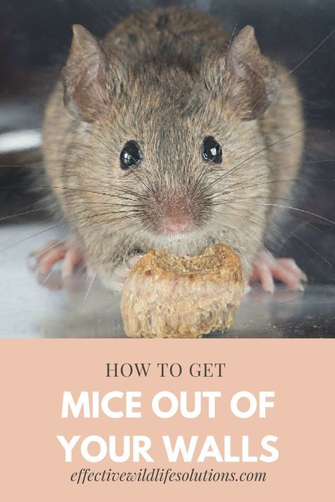 a rodent eating something with the words how to get mice out of your walls