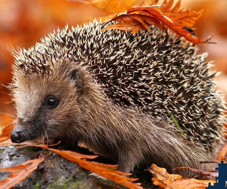 a hedgehog sitting on top of a pile of leaves