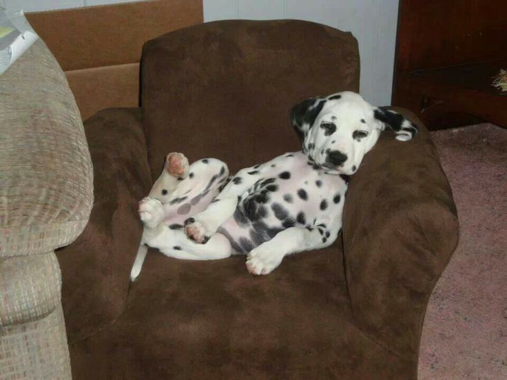 a black and white dog laying on top of a brown chair