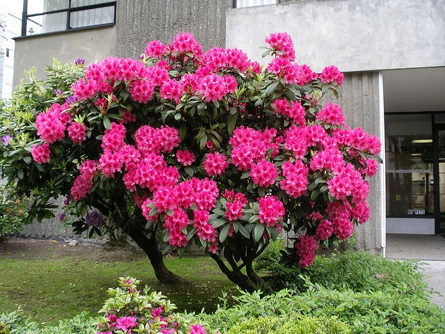 pink flowers are blooming in front of a building