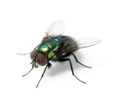 a green and black fly sitting on top of a white surface