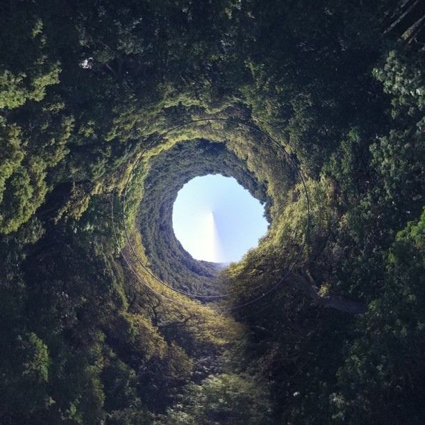 an aerial view of the inside of a tree tunnel