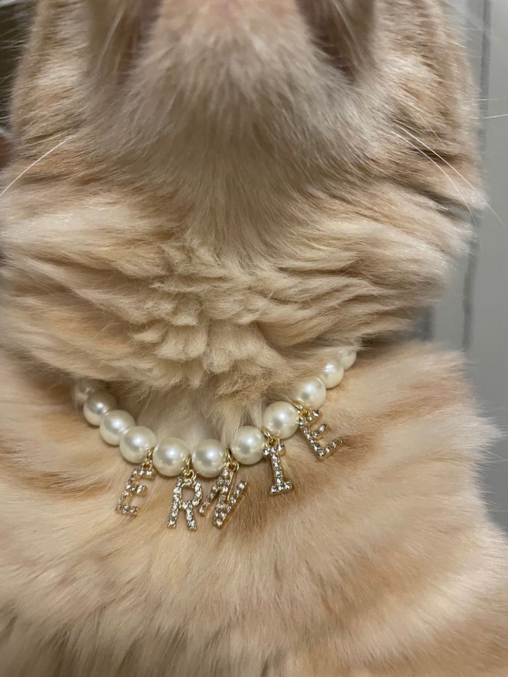 a close up of a cat wearing a collar with pearls on it's neck