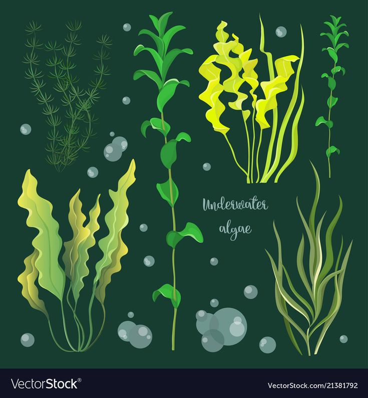 underwater plants and algaes in the water with bubbles on green background stock photo royalty