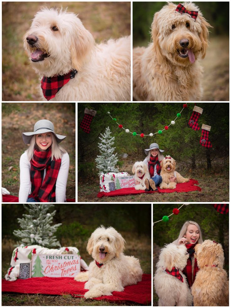 a collage of photos shows a woman and two dogs with christmas decorations on them