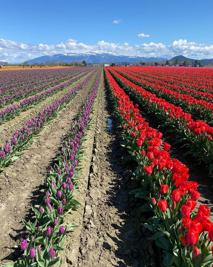 rows of tulips and other flowers in an open field