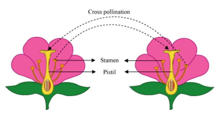 the cross pollnation and stamen passi are shown in this diagram, with arrows pointing to each other