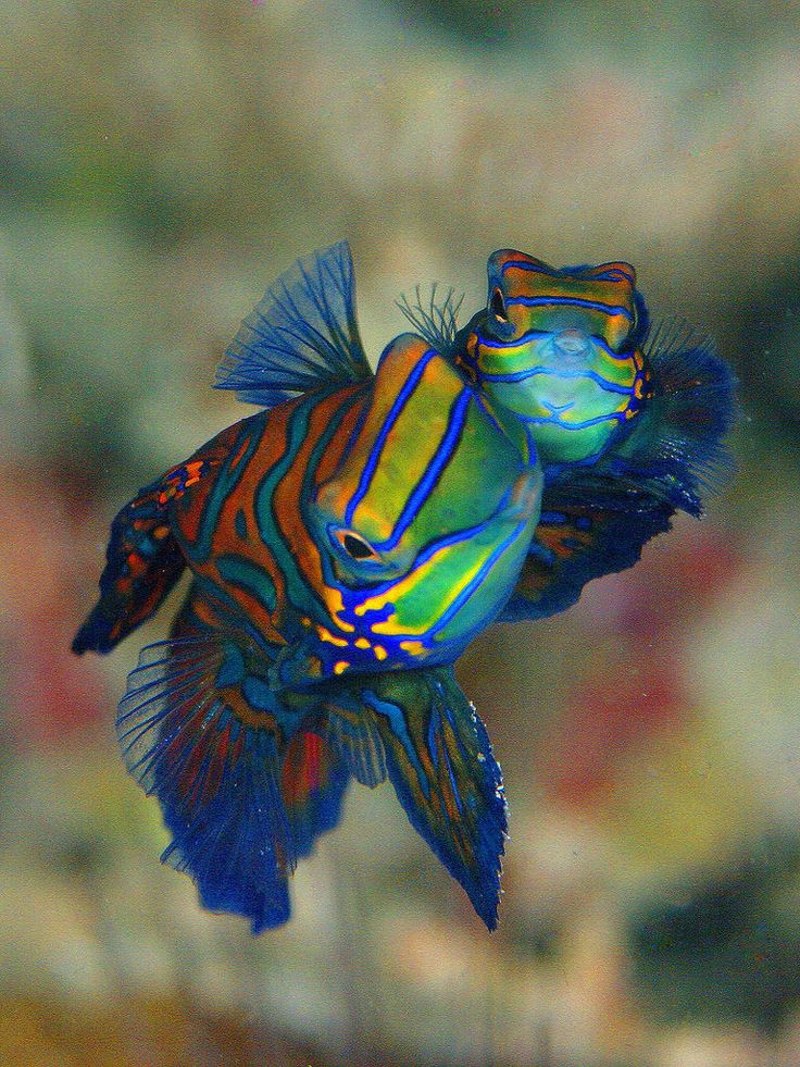 two colorful fish swimming in an aquarium