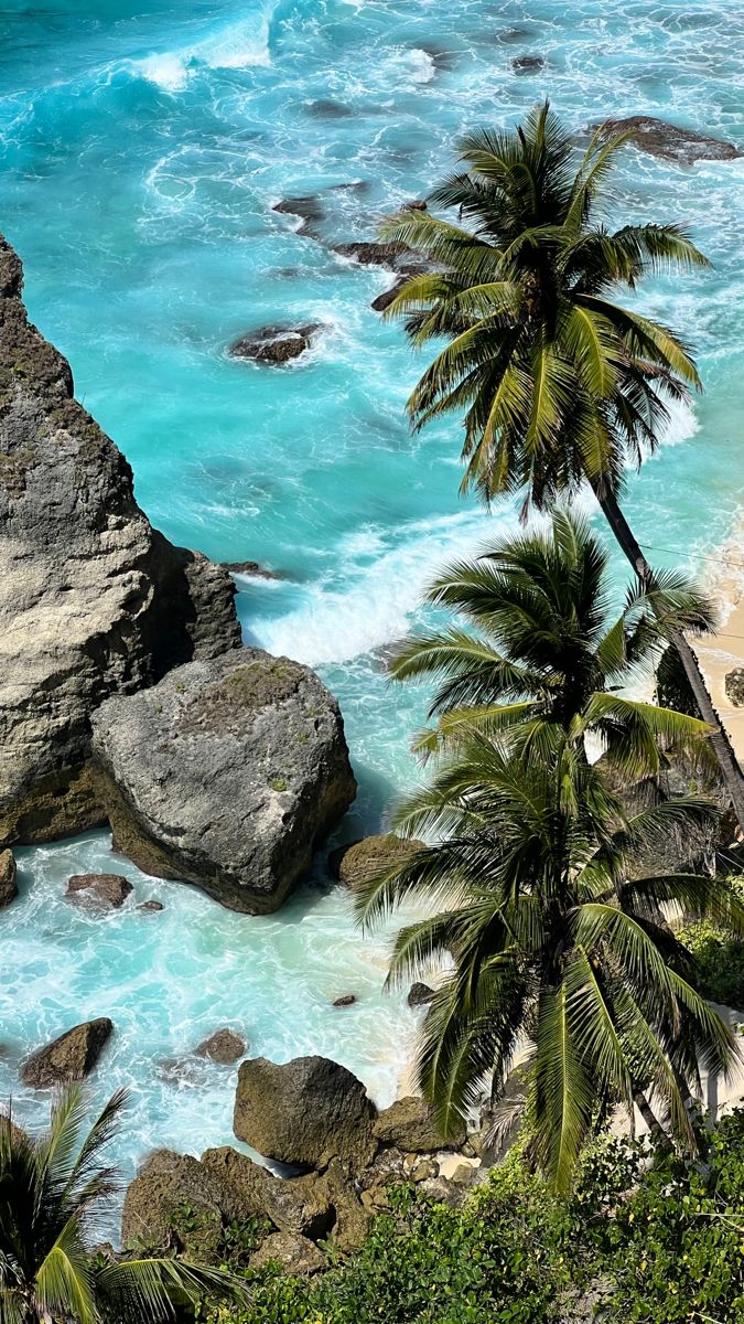 palm trees on the beach with blue water and rocks in the foreground, near an island