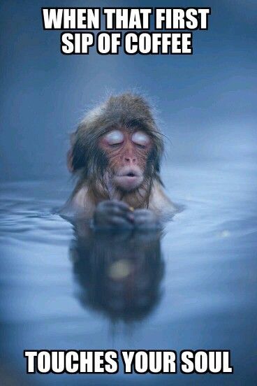 a monkey is swimming in the water with spanish words above it