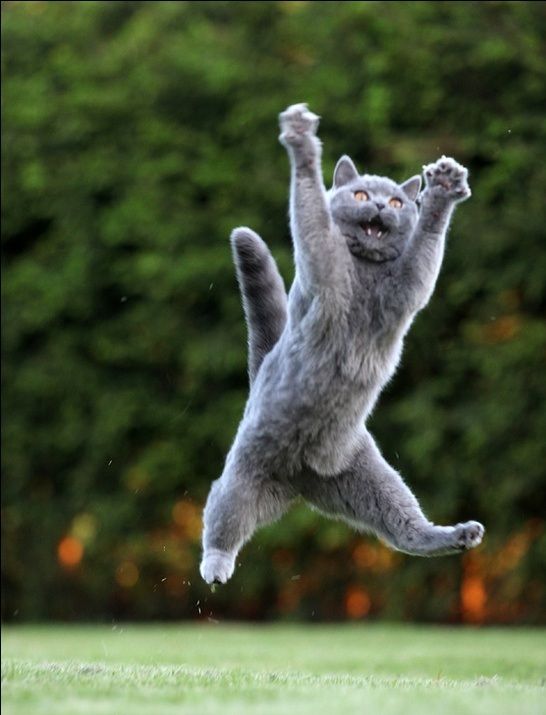 a cat jumping up in the air to catch a frisbee