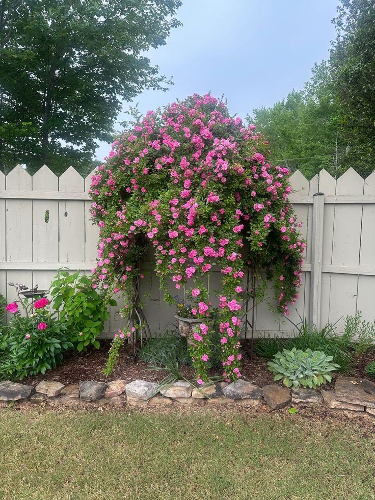 pink flowers growing on the side of a white fence