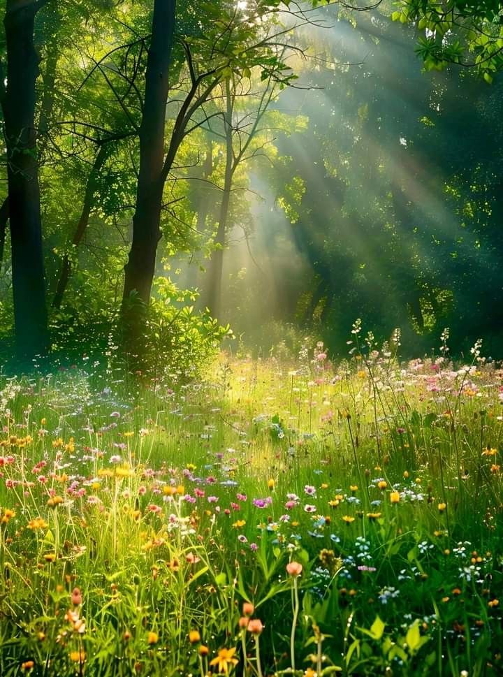 the sun shines through the trees and flowers in the field with wildflowers