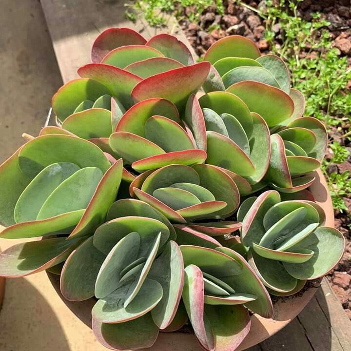 a potted plant with green and red leaves