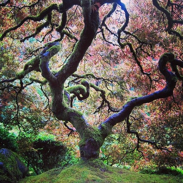 an old tree in the middle of a grassy area