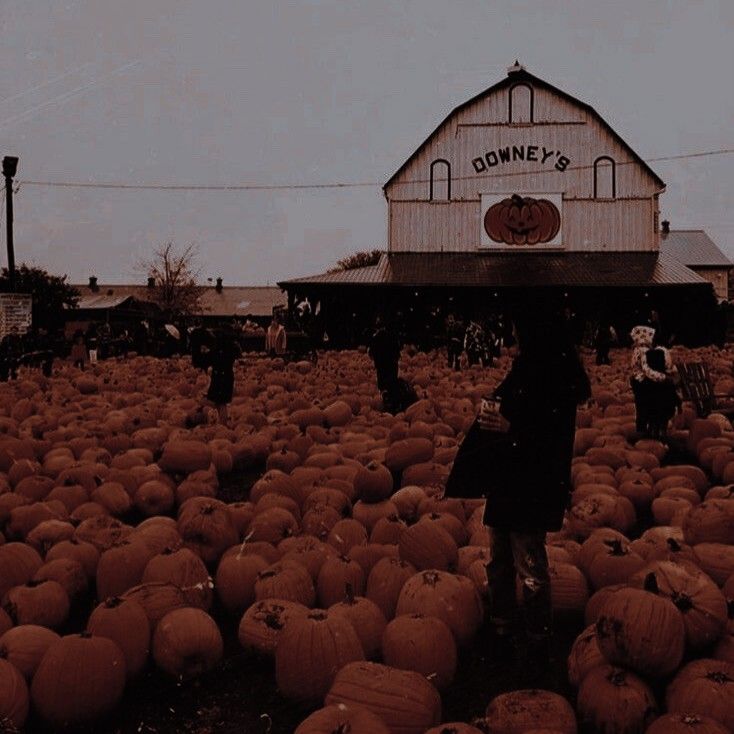 a large field full of pumpkins in front of a building